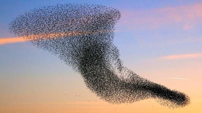 New Study Shows that Swarming is Superior to Voting