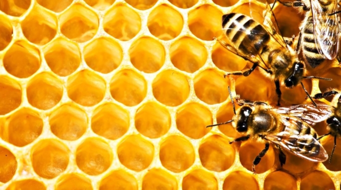 CEO Magazine: From Bees to Bezos