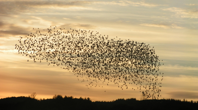 Leaders of Transformation: Better Decisions with Swarm AI