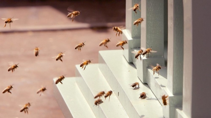 BBC: Swarm and the Future of Collaboration