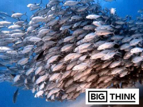 BigThink